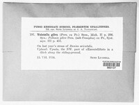 Volutella gilva image